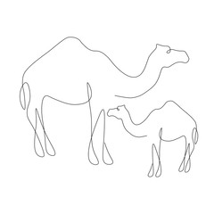 Camels family animal on white background, wild africa vector illustration