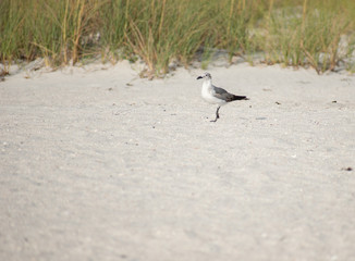 seagull in sand