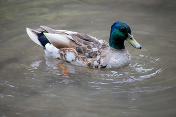 canard