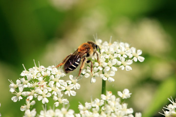 Wildbiene