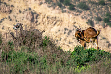 Goats on a hill side