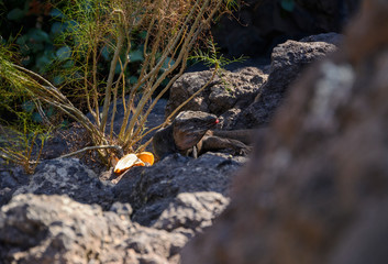 the giant Canarian lizard (Gallotia stehlini)