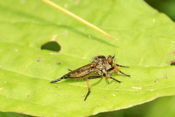 Raubfliege