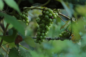 Green grapes