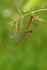 Frühe Adonislibelle