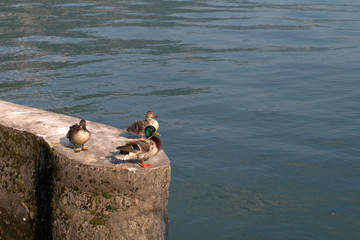ducks,lake,birds,water,summer,view,