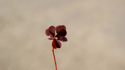 closeup of a perennial wild herb Óxalis with triangular petals Burgundy color in summer day