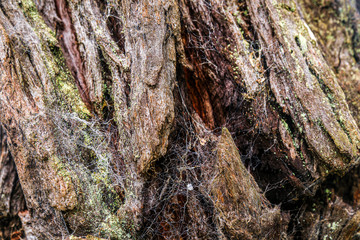 bark of a tree texture