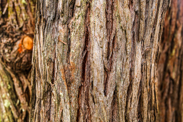 bark of a tree texture