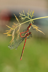 Frühe Adonislibelle