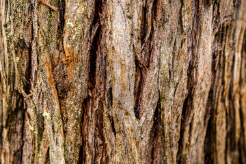 bark of a tree texture