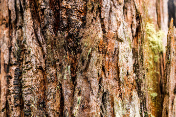bark of a tree texture