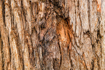 bark of a tree texture