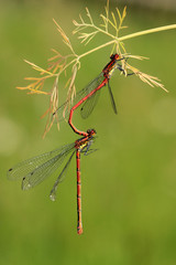 Frühe Adonislibelle