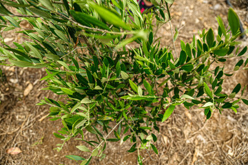 young plants in the garden