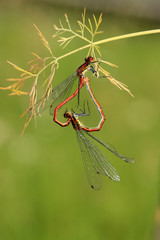 Frühe Adonislibelle