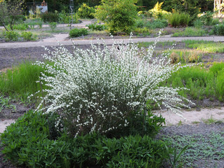 Early broom, Cytisus praecox Albus, during flowering