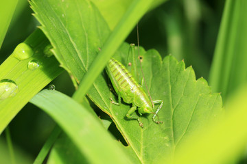 Punktierte Zartschrecke