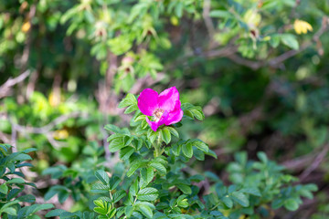 Obraz na płótnie Canvas Wild rose flower
