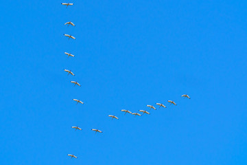 These Ibis in Formation Always Remind Me of a Galaga Challenging Stage   #IT