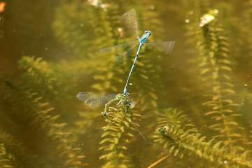 Azurjunger bei der Eiablage