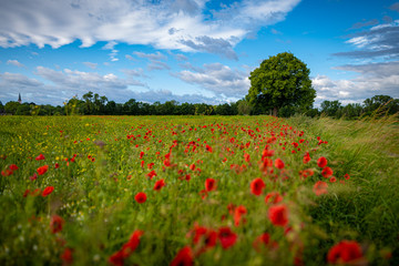 Mohnblumenfeld mit Baum