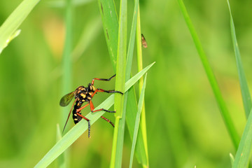 Kammschnake