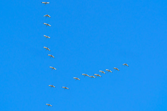 These Ibis in Formation Always Remind Me of a Galaga Challenging Stage   #IT