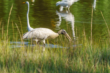 A Crowded Feeding Lagoon on Morgan's Point Seabrook Island, SC