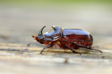 Nashornkäfer