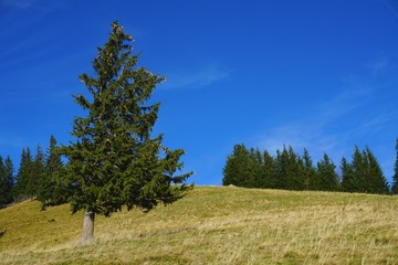 Hang mit Baum