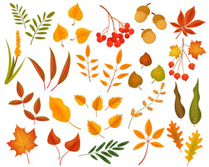 Big set of cute autumn leaves, berries