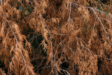 brown cedar texture