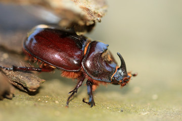 Nashornkäfer