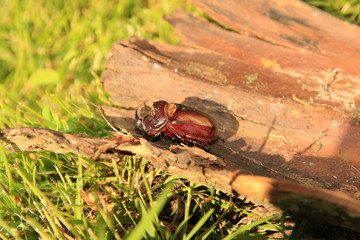 Nashornkäfer