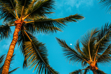 Plakat palm tree and blue sky
