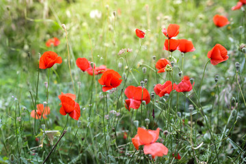Fototapeta na wymiar blooming red poppies, wild poppies weeds in Turkey