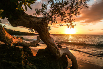 Fototapeta na wymiar silhouette of tree on beach at sunset