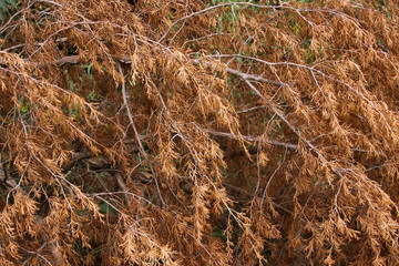cedar limb brown