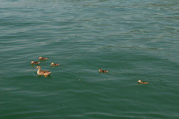 ducks in the water,birds,lake,animal,nature,view,summer