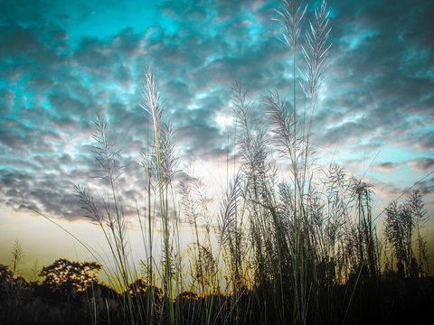 palm trees and sky. Kaash Phool