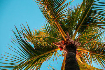 palm tree with coconuts in hawaii