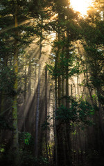 Glow in the Forest Trees, Deception Pass State Park