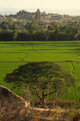 Templos de hampi al fondo con arrozales y arbol imponente en primer plano. Atardecer en India