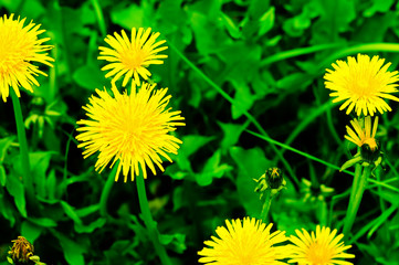 Yellow dandelion flowers on a green meadow.