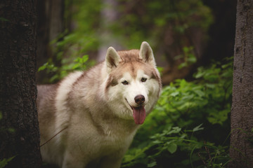 Free and beautiful dog breed siberian husky standing in the green forest.