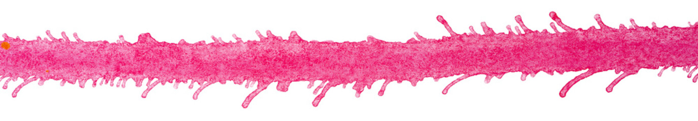 strip of paint red with blots of paint on the edges, on a white background watercolor strip