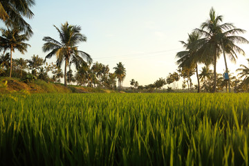 Arrozal al atardecer en India, Hampi. Tropical, relax y vacaciones. Paisajes de ensue&ntilde;o.