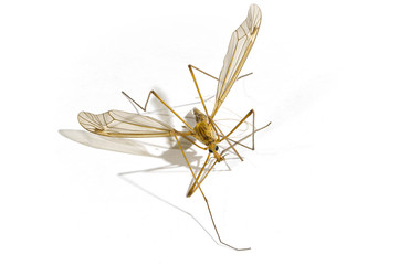 a large mosquito with wings, an insect with long legs.