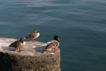 ducks,lake,water,nature,summer,view,wild,pier,
